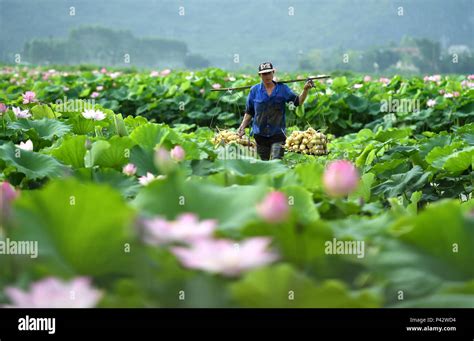 柳江百朋荷花在哪裏，是否能体验到宋代文人墨客笔下的江南诗意？